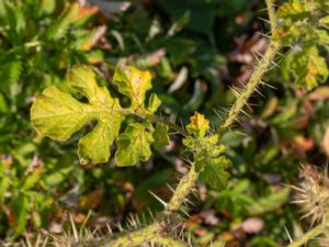 Solanum rostratum - Buffalo Bur - Taggborre