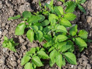 Solanum tuberosum - Potato - Potatis