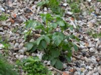 Solanum tuberosum Jordhögar S grodreservatet, Norra hamnen, Malmö, Skåne, Sweden 20160729_0039