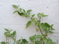Solanum villosum Botaniska trädgården, Lund, Skåne, Sweden 20180816_0100