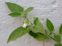 Solanum villosum Botaniska trädgården, Lund, Skåne, Sweden 20180816_0102