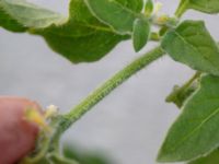 Solanum villosum Botaniska trädgården, Lund, Skåne, Sweden 20180816_0104