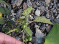 Solanum villosum ssp. miniatum Sliparebacken, Lund, Skåne, Sweden 20171009_0069
