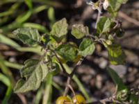 Solanum villosum ssp. miniatum Sliparebacken, Lund, Skåne, Sweden 20171009_0076