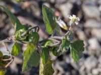 Solanum villosum ssp. miniatum Sliparebacken, Lund, Skåne, Sweden 20171009_0077
