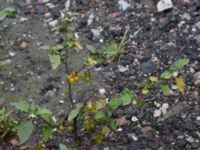 Solanum villosum ssp. miniatum Sliparebacken, Lund, Skåne, Sweden 20171014_0085