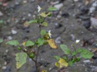 Solanum villosum ssp. miniatum Sliparebacken, Lund, Skåne, Sweden 20171014_0086