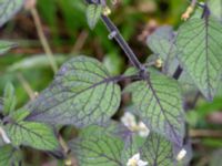 Solanum villosum ssp. villosum Baragatan, Johanneslust, Malmö, Skåne, Sweden 20190909_0018