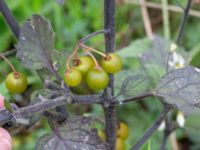 Solanum villosum ssp. villosum Baragatan, Johanneslust, Malmö, Skåne, Sweden 20190909_0021