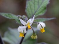 Solanum villosum ssp. villosum Baragatan, Johanneslust, Malmö, Skåne, Sweden 20190909_0023