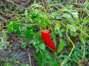 Capsicum annuum - Red Pepper - Spanskpeppar