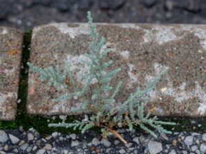 Myricaria germanica - Klådris