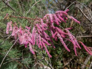 Tamarix amplexicaulis