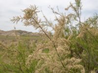 Tamarix hohenackeri Valley 3.2 km NW Dalis Reservoir Tower, Chachuna, Kakheti, Georgia 20180427_3231