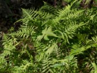 Phegopteris connectilis Söderåsens nationalpark, Svalöv, Skåne, Sweden 20150723_0035