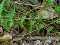 Thelypteris limbosperma Jockarp, Ryssberget, Sövesborg, Blekinge 20180808_0006