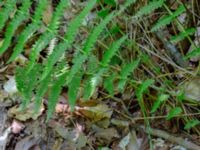 Thelypteris limbosperma Jockarp, Ryssberget, Sövesborg, Blekinge 20180808_0011