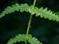 Thelypteris limbosperma Jockarp, Ryssberget, Sövesborg, Blekinge 20180808_0013