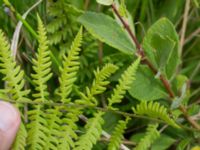 Thelypteris palustris Lyngsjön, Kristianstad, Skåne, Sweden 20170719_0163