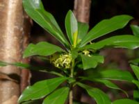 Daphne laureola Hällevik, Stenshuvud, Simrishamn, Skåne, Sweden 20200329_0072