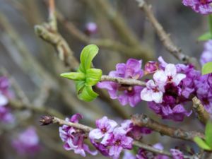 Daphne mezereum - Mezereon - Tibast