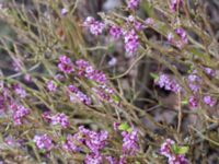 Daphne mezereum Alunbruket, Andrarum, Tomelilla, Skåne, Sweden 20170401_0053