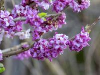 Daphne mezereum Alunbruket, Andrarum, Tomelilla, Skåne, Sweden 20170401_0055