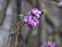 Daphne mezereum Alunbruket, Andrarum, Tomelilla, Skåne, Sweden 20170401_0057