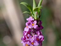 Daphne mezereum Hällevik, Stenshuvud, Simrishamn, Skåne, Sweden 20200329_0074