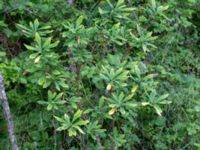 Daphne mezereum Stintorp, Söderköping, Östergötland, Sweden 20150705_0376