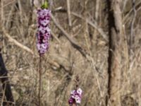 Daphnne mezerum Lilla kalkbrottet, Klagshamns udde, Malmö, Skåne, Sweden 20160401_0002