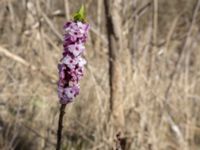 Daphnne mezerum Lilla kalkbrottet, Klagshamns udde, Malmö, Skåne, Sweden 20160401_0003