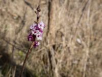 Daphnne mezerum Lilla kalkbrottet, Klagshamns udde, Malmö, Skåne, Sweden 20160401_0005