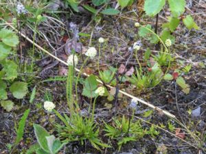 Tofieldia pusilla - Scottish Asphodel - Björnbrodd