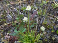 Tofieldia pusilla Abisko turiststation, Kiruna, Torne lappmark, Lappland, Sweden 20150707 IMG_2458