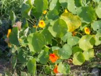 Tropaeolum majus Lindängelunds rekreationsområde, Malmö, Skåne, Sweden 20160925_0018