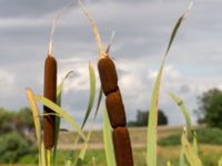 Typha latifolia Kolböra mosse, Staffanstorp, Skåne, Sweden 20190721_0027