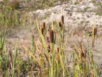 Typha latifolia Lindängelunds rekreationsområde, Malmö, Skåne, Sweden 20160925_0007