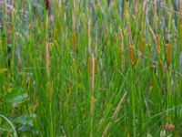 Typha laxmannii Bolmensgatan, Halmstad, Halland, Sweden 20190715_0592