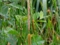 Typha laxmannii Bolmensgatan, Halmstad, Halland, Sweden 20190715_0595