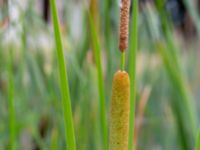 Typha laxmannii Bolmensgatan, Halmstad, Halland, Sweden 20190715_0596