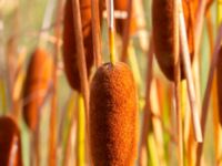 Typha laxmannii Mårtensgatan, Vellinge, Skåne, Sweden 20221009_0030