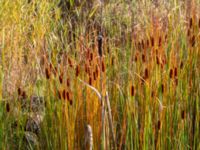 Typha laxmannii Mårtensgatan, Vellinge, Skåne, Sweden 20221009_0033