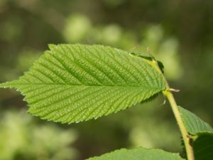 Ulmus glabra - Wych Elm - Skogsalm