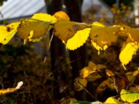 Ulmus glabra Almåsa, Malmö, Skåne, Sweden 20151025_0027