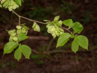 Ulmus glabra Drottningtorp, V Ljungby, Kristianstad, Skåne, Sweden 20190501_0178