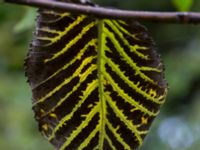 Ulmus glabra Talldungen, Klagshamns udde, Malmö, Skåne, Sweden 20170923_0033