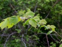 Ulmus laevis Magasinsgatan, Malmö, Skåne, Sweden 20200525_0008