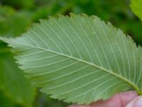 Ulmus laevis Magasinsgatan, Malmö, Skåne, Sweden 20200525_0012