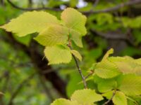 Ulmus laevis Magasinsgatan, Malmö, Skåne, Sweden 20200525_0013